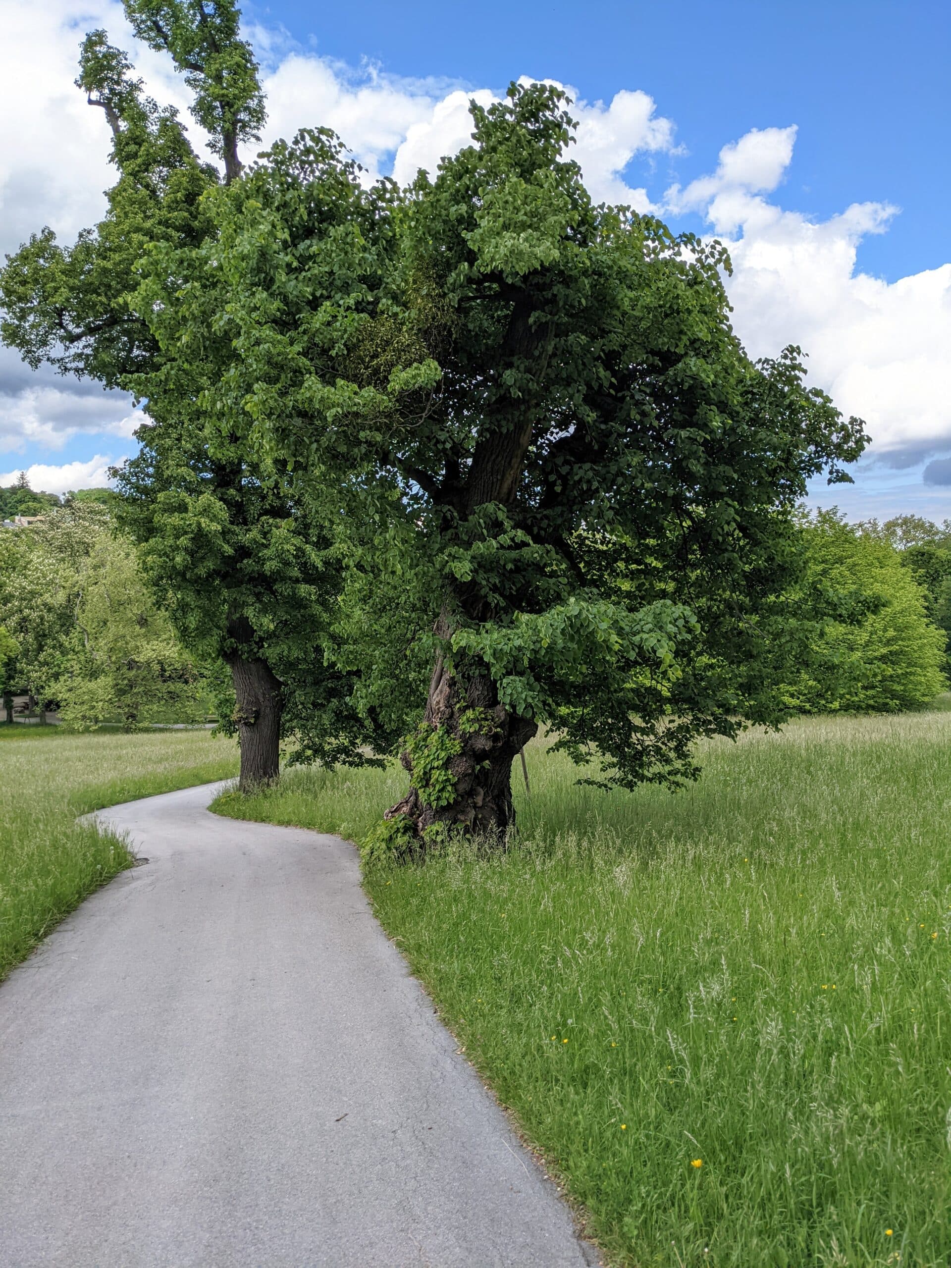 Weg mit zwei Bäumen, einer grünen Wiese und blauem Himmel mit weißer Wolke (privates Foto).